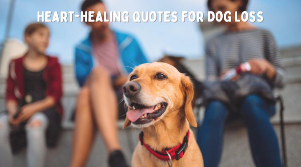 Finding Comfort in Words: Dog Loss Quotes to Help Heal Your Broken Heart
