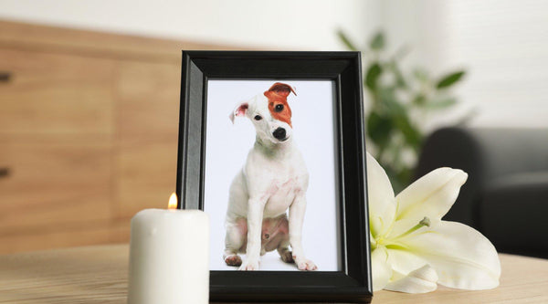 Saying Goodbye to a Furry Friend: How to Cope with the Loss of a Beloved Pet